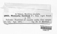 Massaria foedans image